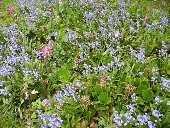 Giardino Dendrologico dell'Istituto Silva Tarouca